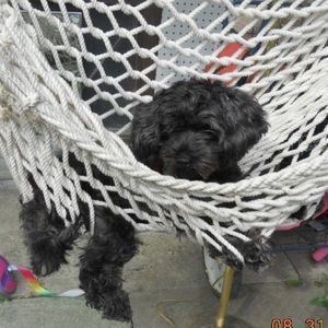 Meet your Posher, Laila